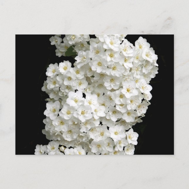 Spirea Arguta Postcard Vykort (Framsida)