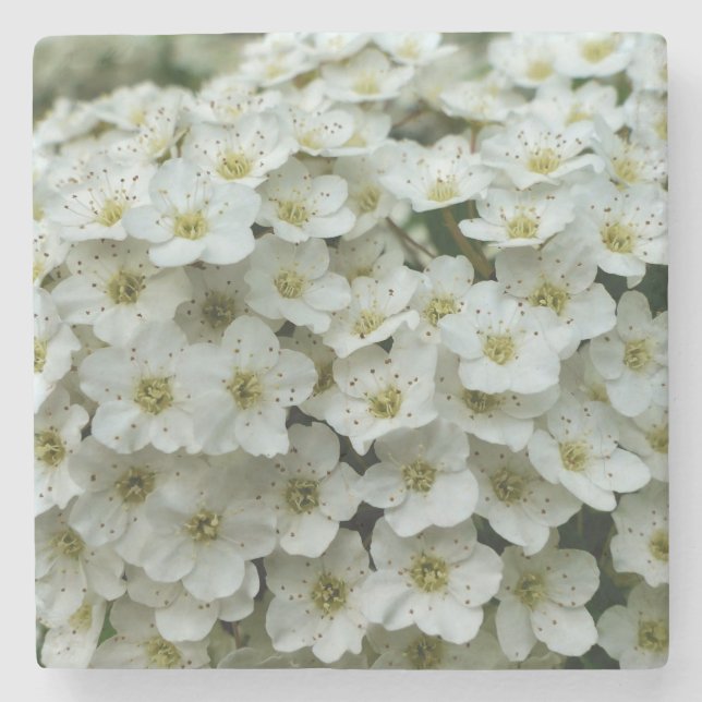 Spirea Arguta Stenunderlägg (Framsidan)