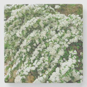 Spirea Arguta Stenunderlägg