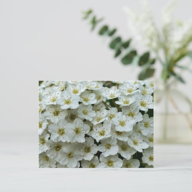 Spirea Arguta Vykort (Stående Fram)