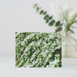 Spirea Arguta Vykort