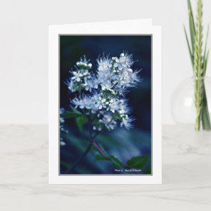 Spirea Kort