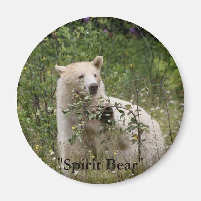 "Spirit Bear"-gåvor Magnet (Framsidan)