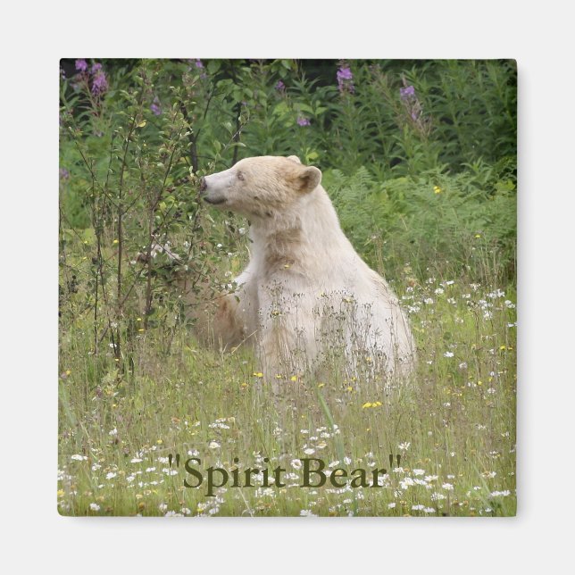 Spirit Bear Gifts Magnet (Framsidan)