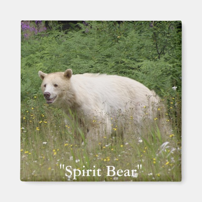 Spirit Bear Gifts Magnet (Framsidan)