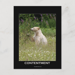 Spirit Bear Gifts Vykort