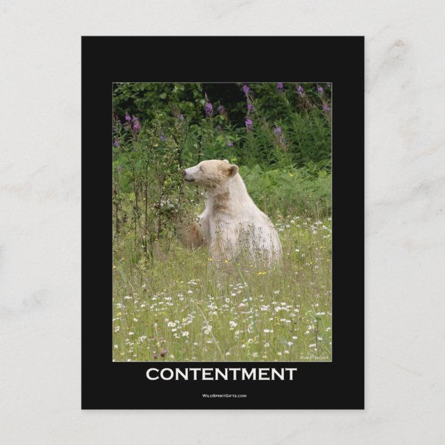 Spirit Bear Gifts Vykort (Framsida)
