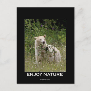 Spirit Bear Gifts Vykort