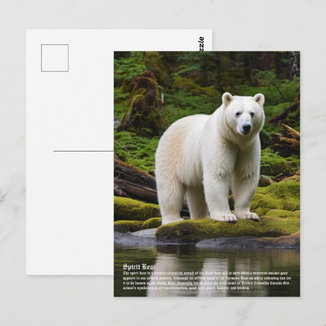 Spirit Bear Vykort (Fram/baksida)