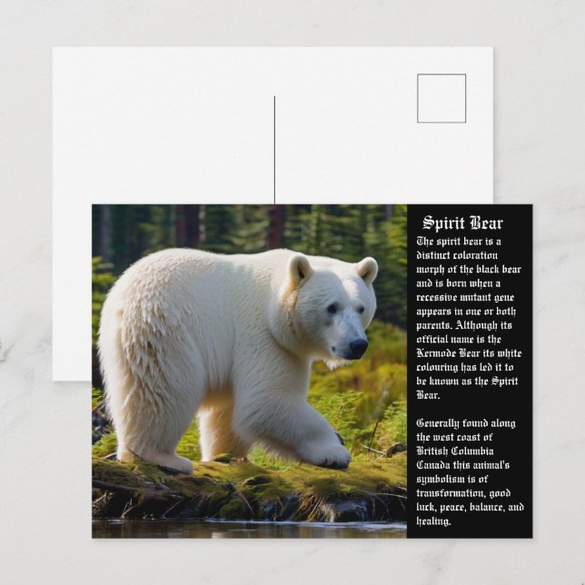 Spirit Bear-vykort Helg Vykort (Fram/baksida)