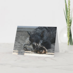 "Spirit" Standard Schnauzer Photo Greeting Card Kort