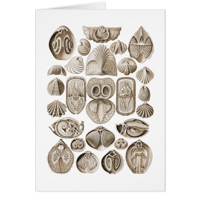 Spirobranchia Hälsningskort (Framsidan)