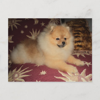 Spitz Alemão Vykort