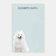 Spitz American Eskimo Hund