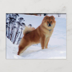 spitz vykort