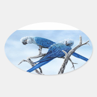 Spix macaw. Den blå papegojan från filmen Rio. Ovalt Klistermärke