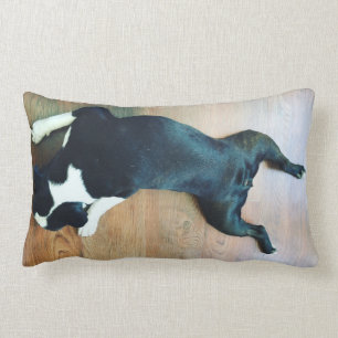 Splat Boston Terrier Lumbarkudde