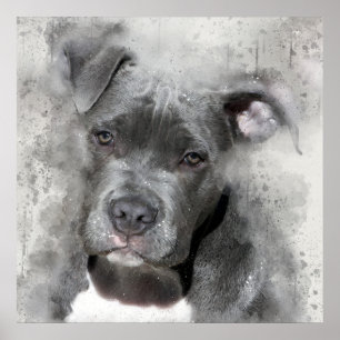 Splatteren verkställer hunden för tjuren för poster