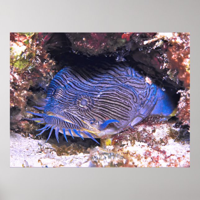 Splendid Toadfish Cozumel Poster (Framsidan)