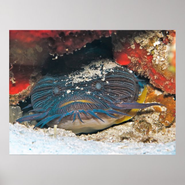 Splendit Toadfish Gömmer Poster (Framsidan)