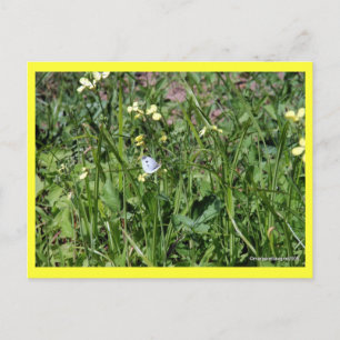 "Splendor in the Grass" Vykort