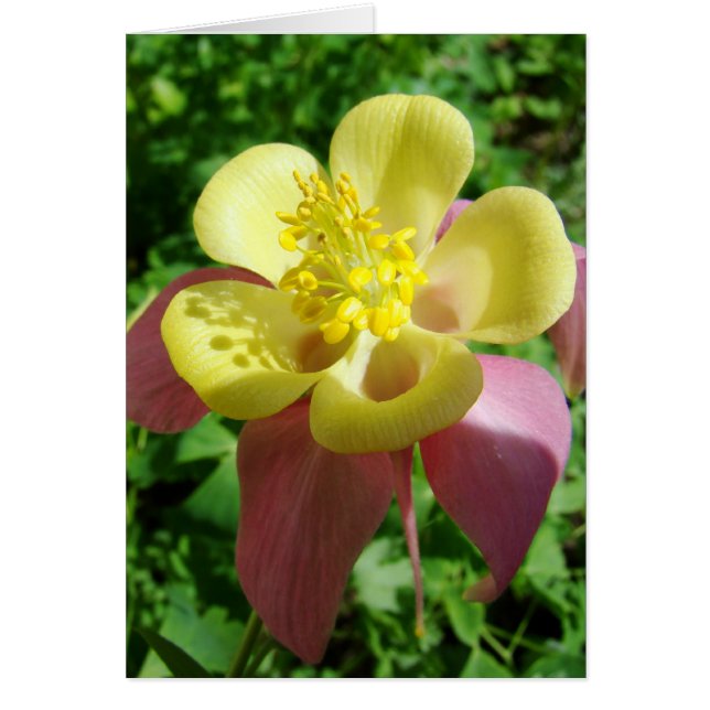 Splendore Hälsningskort (Framsidan)