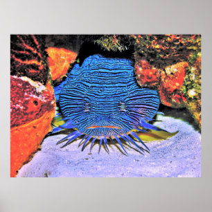 Splenmade Toadfish Poster