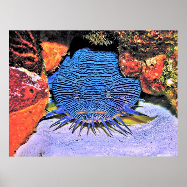 Splenmade Toadfish Poster (Framsidan)
