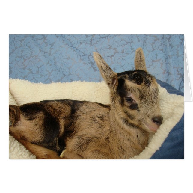 Spoiled Aussie Hälsningskort (Framsidan Horizontal)