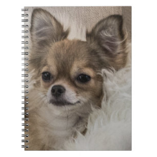 Spoilt Chihuahua Relaxing Anteckningsbok