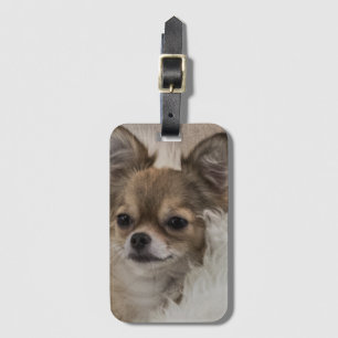 Spoilt Chihuahua Relaxing Bagagebricka