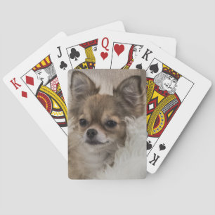 Spoilt Chihuahua Relaxing Casinokort