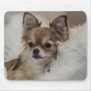 Spoilt Chihuahua Relaxing Musmatta