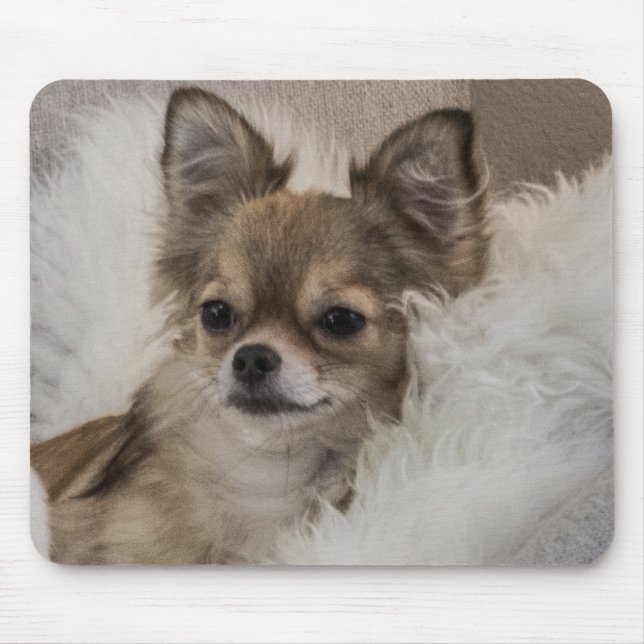Spoilt Chihuahua Relaxing Musmatta (Framsidan)