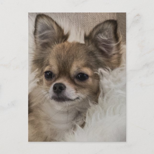 Spoilt Chihuahua Relaxing Vykort (Framsida)