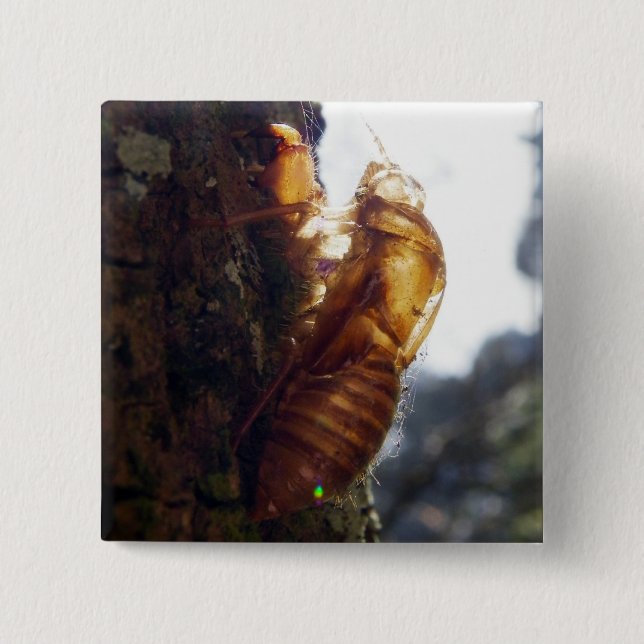 Spöke av en snäcka knapp (Framsida)