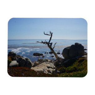 Spöketräd - scenisk magnet för 17 Mile drevfoto