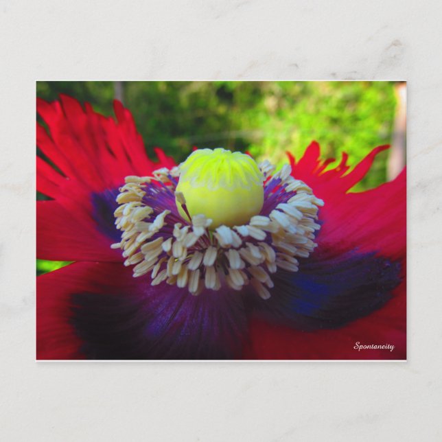 Spontanitet Vykort (Framsida)