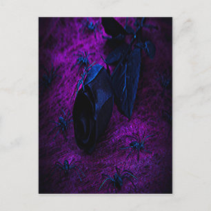 Spooky Black Material Ro, Black Spiders Vykort