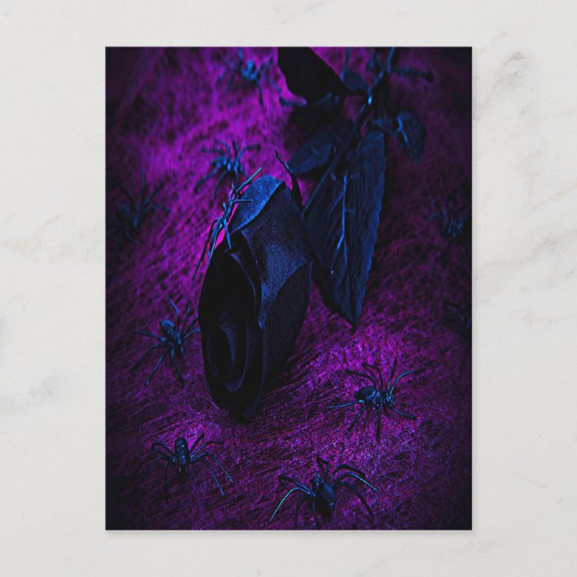 Spooky Black Material Ro, Black Spiders Vykort (Framsida)