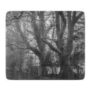 Spooky Forest Black and White Photography