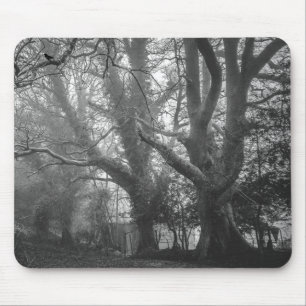 Spooky Forest Black and White Photography Musmatta