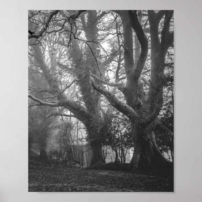 Spooky Forest Black and White Photography Poster (Framsidan)