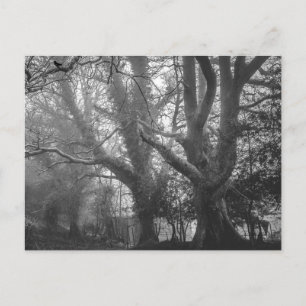 Spooky Forest Black and White Photography Vykort