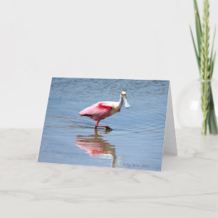 Spoonbill-5-05 Kort