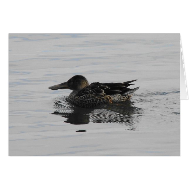 Spoonbill Anka Hälsningskort (Framsidan Horizontal)