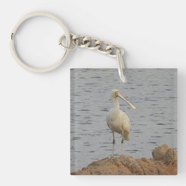 Spoonbill Bird (Framsidan)