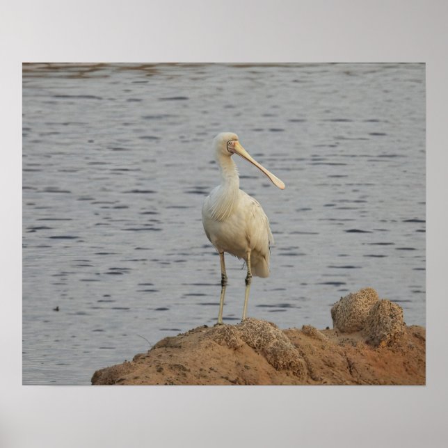 Spoonbill Bird Poster (Framsidan)