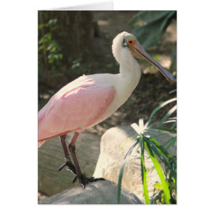 Spoonbill Hälsningskort