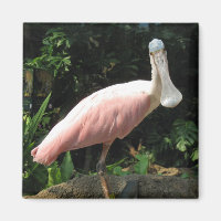 Spoonbill